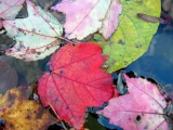 roze_1_ (138)