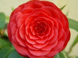 roze_1_ (88)