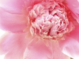 roze_fototapete (16)
