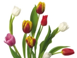 tulipani15