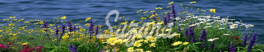 steklena_kuhinjska_obloga_s_fototapeto